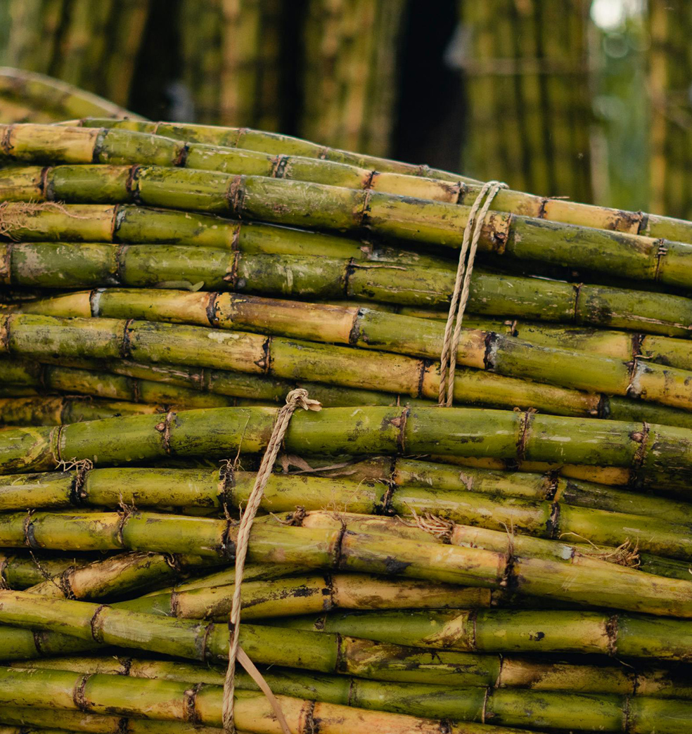 Caña de azucar en la cocina para